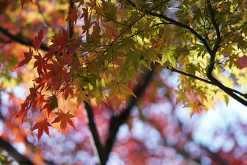 秋の気配漂う日本庭園