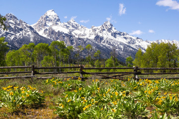 Lush vegetations under the food of snow mountain range Grand Teton: yellow flower: arrow leaf balsam root (Balsamorhiza sagittata), pine tree forest