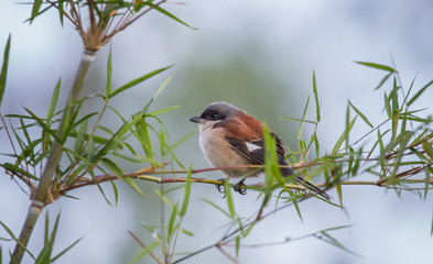 Burmese Shrike on branch In the morning atmosphere.