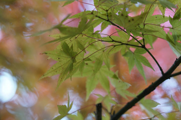 日本楓の葉