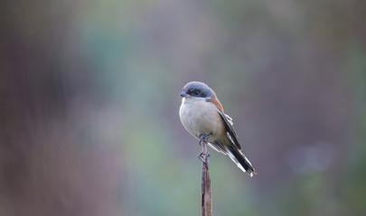Obraz premium Burmese Shrike on branch In the morning atmosphere.