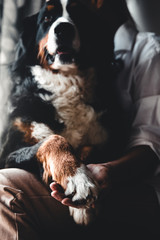 Young beautiful woman hugging her pet - dog at home. Close up portrait. Bernese Mountain Dog