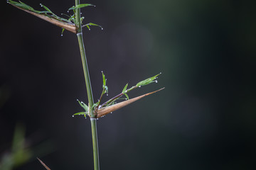 Bamboo leaves with water droplets.