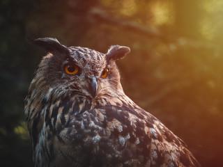 Eurasian eagle-owl (Bubo Bubo) in colorful autumn forest. Eurasian eagle owl sitting on tree. Owl...