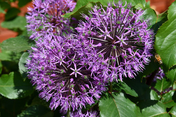 Purple flower. Closeup of purple allium flowers in shape of fluffy balls of tiny stars. Violet color luxuriant onion flowers in garden on blurry background of green leaves. Vibrant floral backdrop