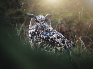 Eurasian eagle-owl (Bubo Bubo) in colorful autumn forest. Eurasian eagle owl sitting on tree. Owl in colorful autumn forest. Green foreground.