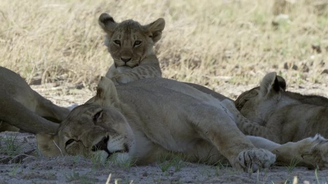 Lion Family In The Etosha National Park