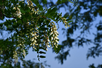 Branch of a tree. Acacia tree branches with hanging bunches of white flowers on blue sky background. Tree in bloom. Green foliage and white blossom textures. Natural backdrop with copy space.