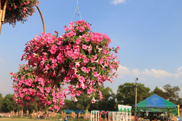 Beautiful pink watercress flower and sky