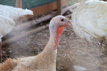 A turkey strutting on a organic farm