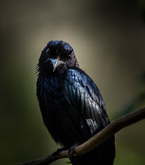 Photographing birds in artistic nature (Greater Racket-tailed Drongo)