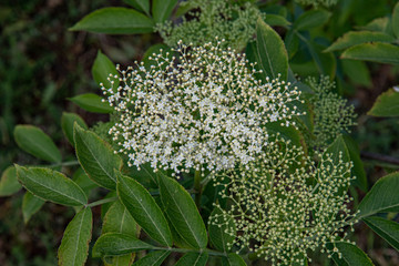 Beginning of flowering of elderberry flowers closeup. White inflorescence of tiny star shape...