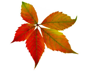 autumn leaf on a white background