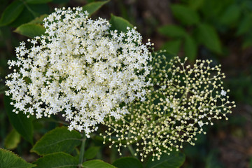 Closeup of white flower. Elderberry flowers closeup. White inflorescence of tiny star shape flowers and round buds on blurry background. Green elder bush in bloom. Floral backdrop.