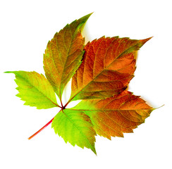 autumn leave on a white background