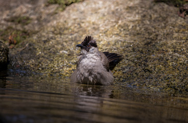 Sooty-headed Bulbul (Pycnonotus aurigaster) Bathing in a pond of forest.