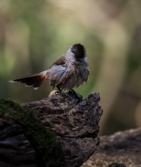 Sooty-headed Bulbul (Pycnonotus aurigaster) Photographing birds in artistic nature.