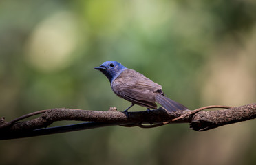 Black-naped Monarch on branch tree in forest.