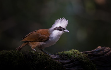 Photographing birds in artistic nature (White-crested Laughing Thrush)