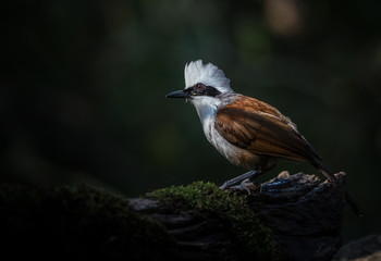 Photographing birds in artistic nature (White-crested Laughing Thrush)