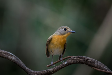 ‎Tickell's Blue Flycatcher (Cyornis tickelliae) on branch tree.