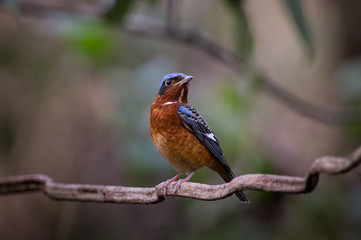  White-throated Rock Thrush (Monticola gularis) on branch tree in forest of Thailand.