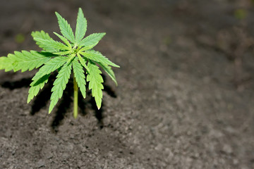 Cannabis seedlings are grown on soil for the production of CBD hemp oil for the health of cats and dogs. Growing marijuana indoors for medical purposes. Beautiful background, with copy space 