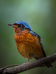  White-throated Rock Thrush (Monticola gularis) on branch tree in forest of Thailand.