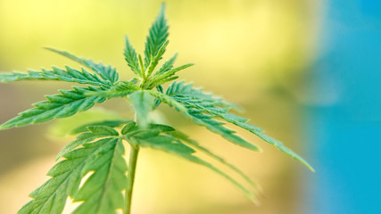 Research marijuana CBD cannabidiol. Cannabis as herbal alternative medicine and chemical therapy, healthcare, and medical science