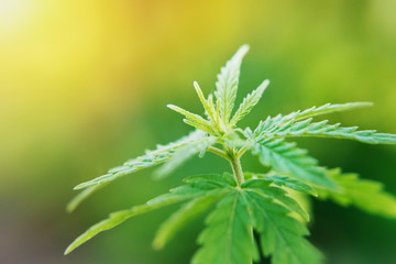 Research marijuana CBD cannabidiol. Cannabis as herbal alternative medicine and chemical therapy, healthcare, and medical science