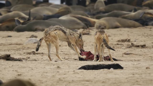 Jackal(s) Ripping Of A Seal Baby At The Cape Cross Seal Reserve, Namibia