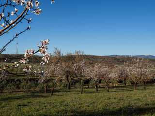 Almond trees in flower, Niguelas province of Granada-Spain