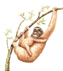 Sloth Watercolor, Mom and Baby Sloth paint, Watercolor boho tropical drawing, digital file clipping path isolated on white background.