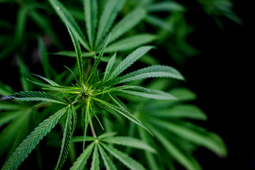 Fototapeta na wymiar cannabis on a dark background,Marijuana leaves, indoor cultivation,