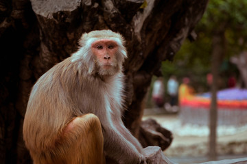 A monkey looking directly towards the camera