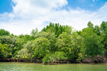 Mangrove green tropical tree forest on island against blue sky with cloud nature environments