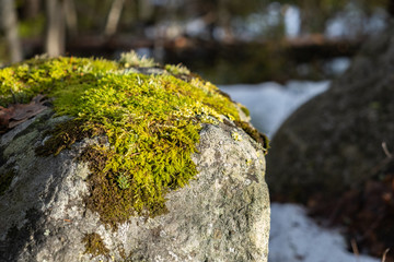 Moss on a stone with trees in the background