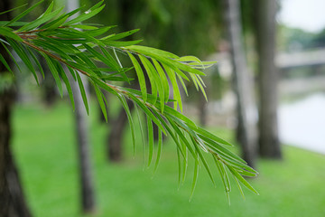 Fototapeta premium Fresh green leaves of the Bald Cypress tree , Close-up leaves and blurry background