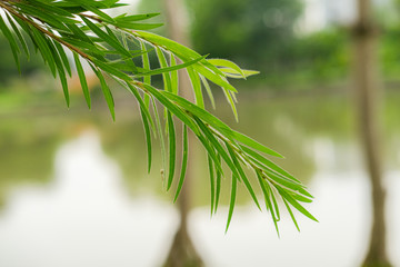 Obraz premium Fresh green leaves of the Bald Cypress tree , Close-up leaves and blurry background