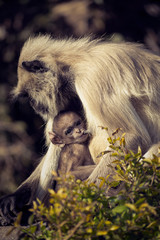 A baboon mother monkey and her child