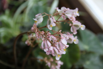 Begonias plant white flowers bells