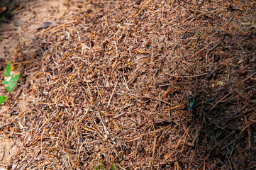Closeup of huge anthill in the forest on a sunny day