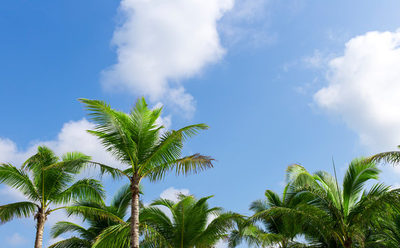 Tropical palm trees with  blue sky and white cloud and copy space. Natural background concept