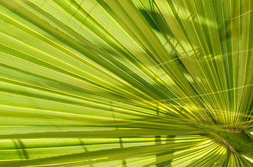 Leaf of young palm tree. Closeup of a green palm leaf, viewed from below. Green background texture of palm leaf. Model for wallpaper or desktop design. Tropical leaves. Fresh green natural wallpaper.