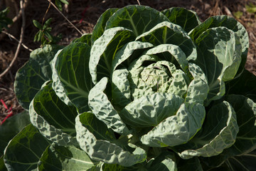 Fototapeta premium Growing Vegistables