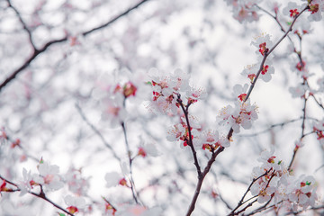 tender blooming in spring, warming, sunny day. beautiful young apricot flower on a branch in the garden, close-up