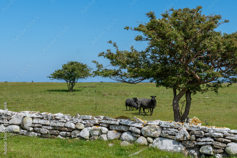 Wall mural Dark sheep behind a rock wall in a green field