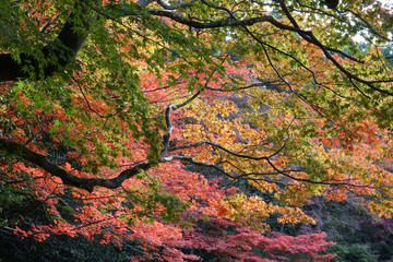 秋の気配漂う日本庭園