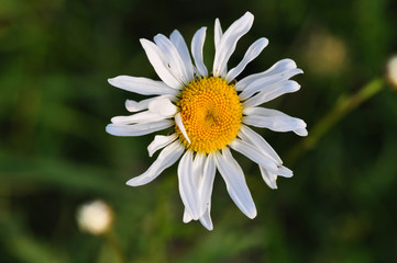 Closeup of a daisy