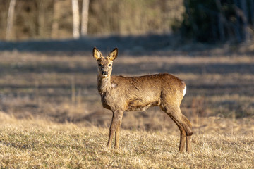 Naklejka na ściany i meble Female roe deer standing in sunlight looking at the camera